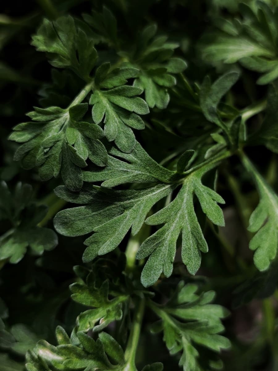 Artemisia annua plant