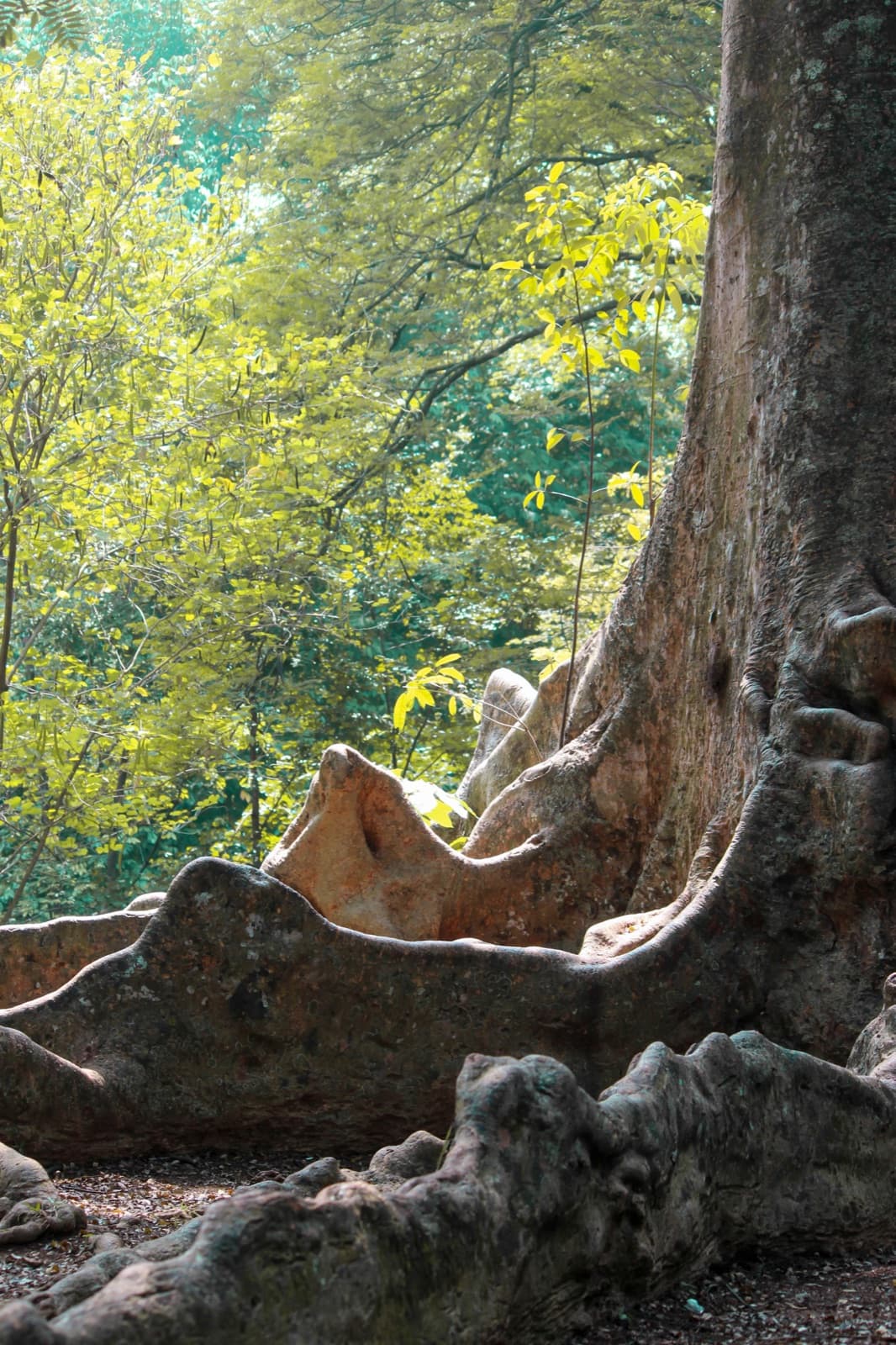 Banyan tree with roots