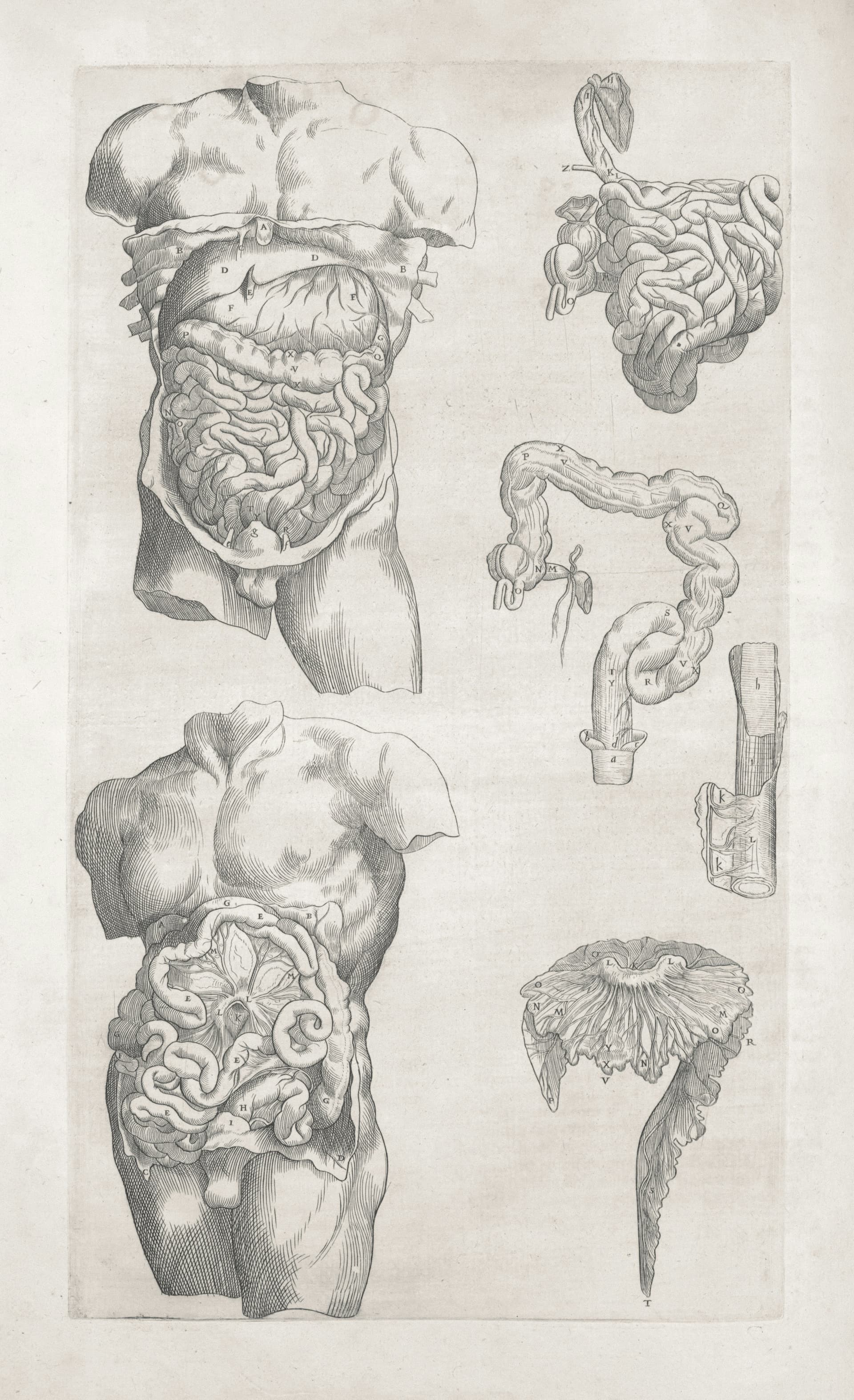Herbs and spices arranged for digestive balance